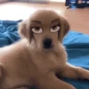 🐶🐱Animales con filtro😂👀 17