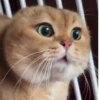Gatos 20