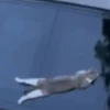 😻 Esse gatinho vc ainda ñ tem 26