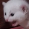 🤍 Еще котята 🤍 6