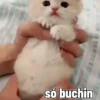 Gatos fofinhos 13