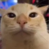 🧿😻Gatitos buena vibra😻🧿 9