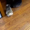 Gatos fofinhos 14