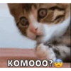 Memes de Gatitos Mov.🐱 13