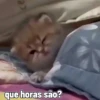 Gatos fofinhos 22