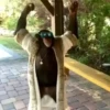 Macacos 10