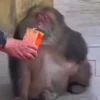 🐒 aquela do macaquinho 10