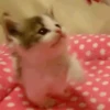 😽GATITOS CURA DEPRESIÓN😽 13