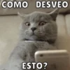 Memes de Gatitos Mov.🐱 16