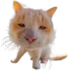 Gatos Icon😻💞⭐ 20