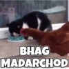 Funny Animals reactions🤣 10