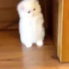 Gatos 16