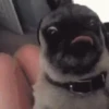 Funny Animals reactions🤣 12