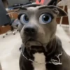 🐶🐱Animales con filtro😂👀 10