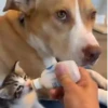 🐶 Catiorríneos Fofíneos 24