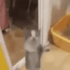GATINHOS VIRALIZADOS 13
