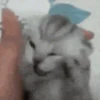GATINHOS VIRALIZADOS 6