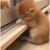 Gatos fofinhos 25