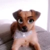 🐶🐱Animales con filtro😂👀 30