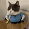 GATINHOS VIRALIZADOS 12