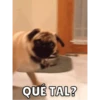 Perritos 13