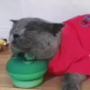 Gatos 6
