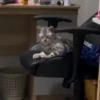 Gatos fofinhos 15