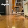 Gatos fofinhos 12