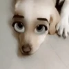 🐶🐱Animales con filtro😂👀 14