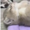 Gatos 27