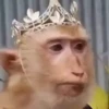 Macacos 13