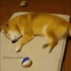 Animal Shiba Cute 7