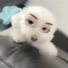 🐶🐱Animales con filtro😂👀 24