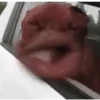 Funny Animals reactions🤣 28
