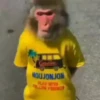 Macacos 9