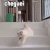 Gatos fofinhos 10
