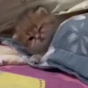 Gatos fofinhos 21