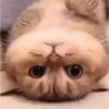 Gatos 23