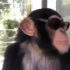 Macacos 16