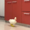 Patos 5