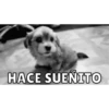 Perritos 5
