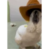 ZEZÉ CACATUA 💛 20
