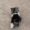 Gatos fofinhos 27