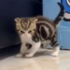 Cats 🐱 11