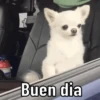 😌 ANIMALITOS CON FRASES 😎 5