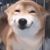 Reações de animais de estimação 15