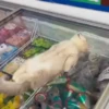 Gatos fofinhos 29
