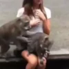 Macacos 14