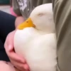 Patos 9