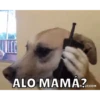 Perritos 12